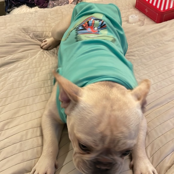 Green dinosaur 🦖 shirt dog xl my dog is 28 pounds it’s loose on him puppy - Picture 5 of 6